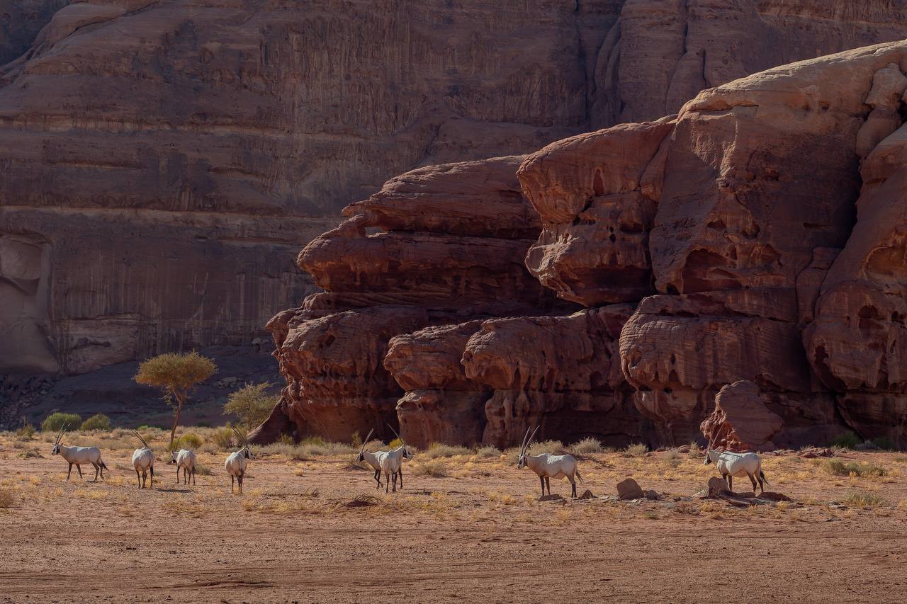 المها العربي في الصحراء مع التكوينات الصخرية في العلا